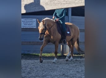 Cruzado, Stute, 5 Jahre, 161 cm, Palomino