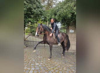 Cruzado, Stute, 5 Jahre, 161 cm, Rappe