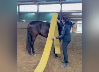 Cruzado, Stute, 5 Jahre, 161 cm, Rappe