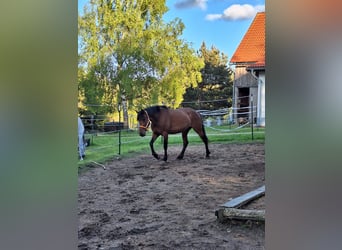 Cruzado Mix, Stute, 5 Jahre, 163 cm, Brauner