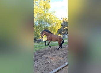 Cruzado Mix, Stute, 5 Jahre, 163 cm, Brauner