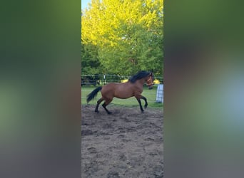 Cruzado Mix, Stute, 5 Jahre, 163 cm, Brauner