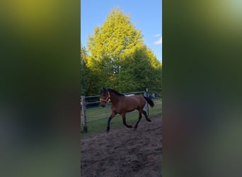 Cruzado Mix, Stute, 5 Jahre, 163 cm, Brauner