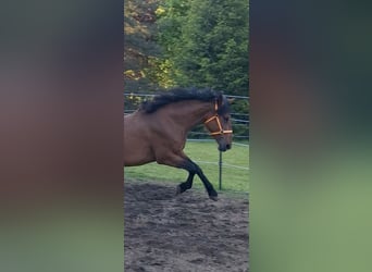 Cruzado Mix, Stute, 5 Jahre, 163 cm, Brauner