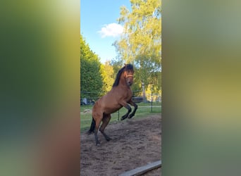 Cruzado Mix, Stute, 5 Jahre, 163 cm, Brauner