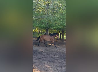 Cruzado Mix, Stute, 5 Jahre, 163 cm, Brauner