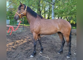 Cruzado Mix, Stute, 5 Jahre, 163 cm, Brauner