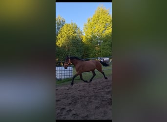 Cruzado Mix, Stute, 5 Jahre, 163 cm, Brauner