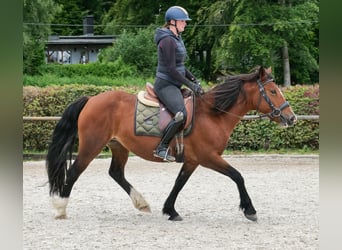 Cruzado, Stute, 6 Jahre, 142 cm, Hellbrauner
