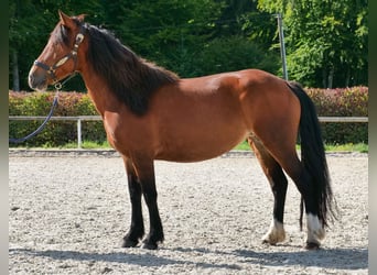 Cruzado, Stute, 6 Jahre, 142 cm, Hellbrauner