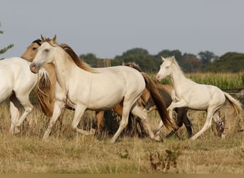 Cruzado, Stute, 6 Jahre, 147 cm, Champagne