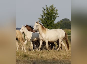 Cruzado, Stute, 6 Jahre, 147 cm, Champagne
