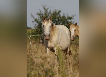 Cruzado, Stute, 6 Jahre, 147 cm, Champagne