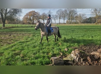 Cruzado Mix, Stute, 6 Jahre, 149 cm, Falbe