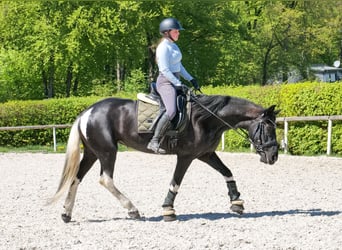 Cruzado, Stute, 6 Jahre, 150 cm, Schecke
