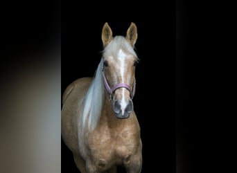 Cruzado, Stute, 6 Jahre, 151 cm, Palomino