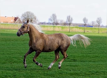 Cruzado, Stute, 6 Jahre, 151 cm, Palomino
