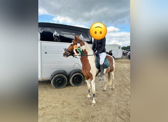 Cruzado Mix, Stute, 6 Jahre, 152 cm, Schecke