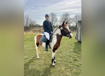 Cruzado Mix, Stute, 6 Jahre, 152 cm, Schecke