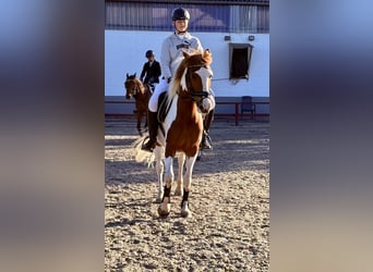 Cruzado Mix, Stute, 6 Jahre, 152 cm, Schecke