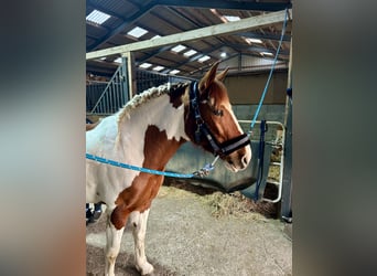 Cruzado Mix, Stute, 6 Jahre, 152 cm, Schecke
