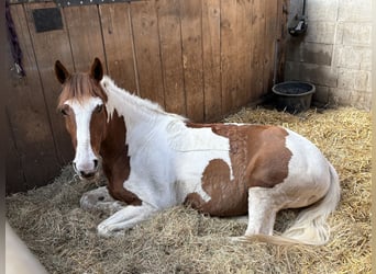 Cruzado Mix, Stute, 6 Jahre, 152 cm, Schecke