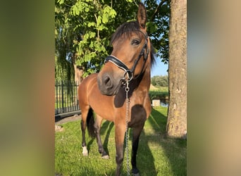 Cruzado, Stute, 6 Jahre, 155 cm, Brauner