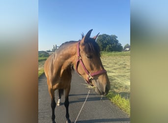 Cruzado, Stute, 6 Jahre, 155 cm, Brauner