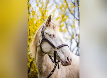 Cruzado, Stute, 6 Jahre, 158 cm, Cremello