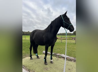 Cruzado, Stute, 6 Jahre, 158 cm, Rappe