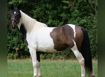 Cruzado Mix, Stute, 6 Jahre, 158 cm, Schecke