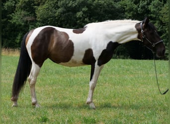 Cruzado Mix, Stute, 6 Jahre, 158 cm, Schecke