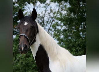 Cruzado Mix, Stute, 6 Jahre, 158 cm, Schecke