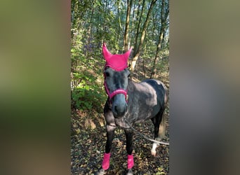 Cruzado, Stute, 6 Jahre, 159 cm, Kann Schimmel werden