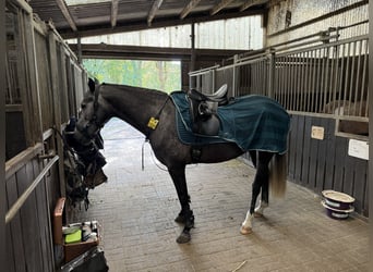 Cruzado, Stute, 6 Jahre, 159 cm, Kann Schimmel werden