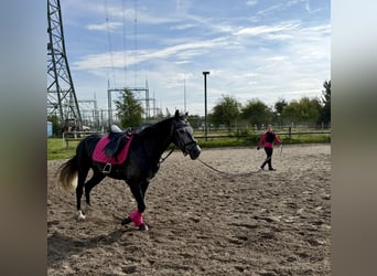 Cruzado, Stute, 6 Jahre, 159 cm, Kann Schimmel werden