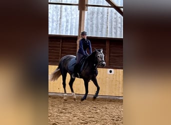 Cruzado, Stute, 6 Jahre, 159 cm, Kann Schimmel werden