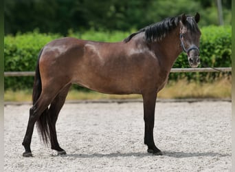 Cruzado, Stute, 6 Jahre, 160 cm, Dunkelbrauner