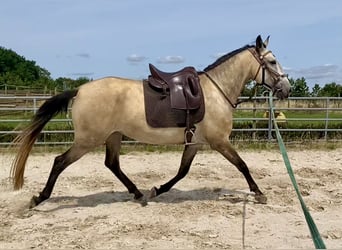 Cruzado, Stute, 6 Jahre, 161 cm, Buckskin