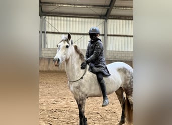 Cruzado, Stute, 7 Jahre, 146 cm, Schimmel