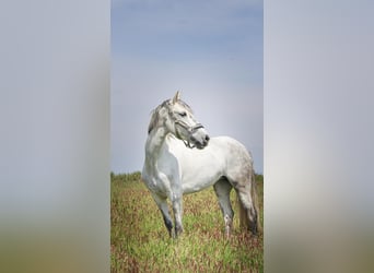 Cruzado, Stute, 7 Jahre, 146 cm, Schimmel