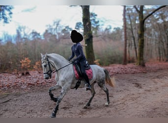 Cruzado, Stute, 7 Jahre, 146 cm, Schimmel