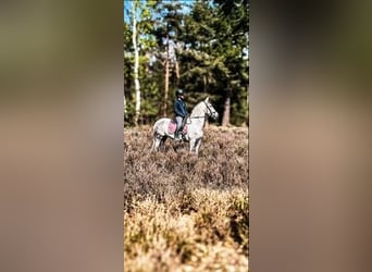 Cruzado, Stute, 7 Jahre, 146 cm, Schimmel