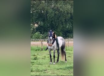 Cruzado, Stute, 7 Jahre, 146 cm, Schimmel