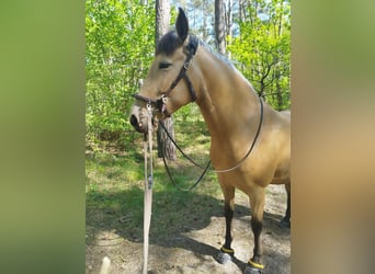 Cruzado, Stute, 7 Jahre, 153 cm, Buckskin