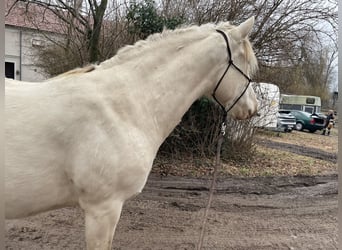 Cruzado, Stute, 7 Jahre, 154 cm, Pearl