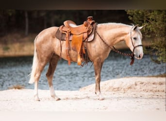 Cruzado Mix, Stute, 7 Jahre, 155 cm