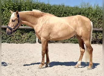 Cruzado, Stute, 7 Jahre, 155 cm, Palomino