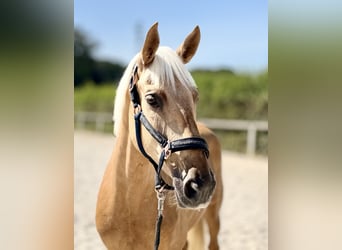 Cruzado, Stute, 7 Jahre, 155 cm, Palomino
