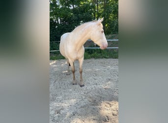Cruzado, Stute, 7 Jahre, 155 cm, Pearl